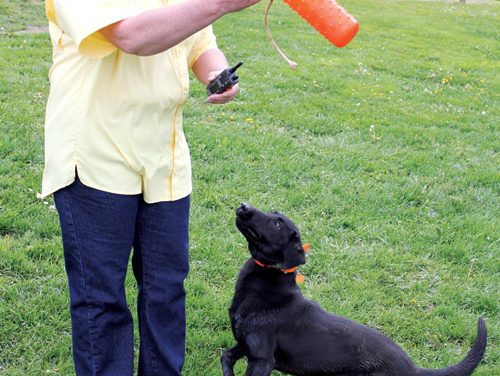 Choosing a Canine Companion