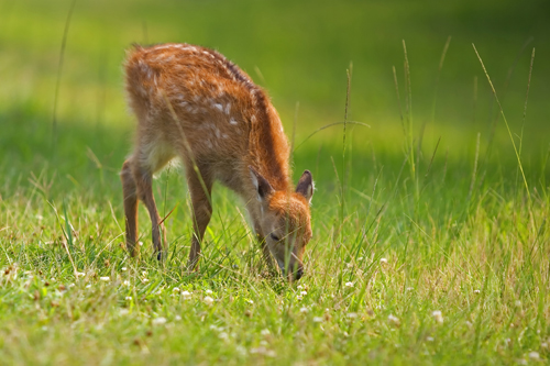 Bambi Isn’t Cute Anymore