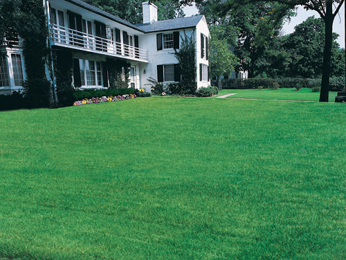 Growing Green (Grass, That Is)