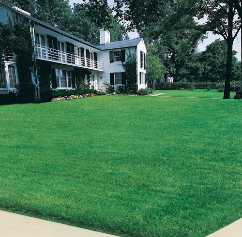 Growing Green (Grass, That Is)