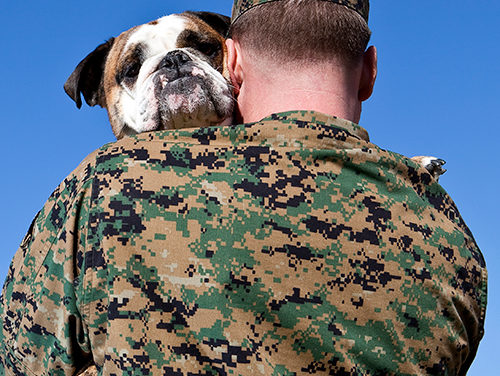 On November 11: Honoring Another Kind of Veteran