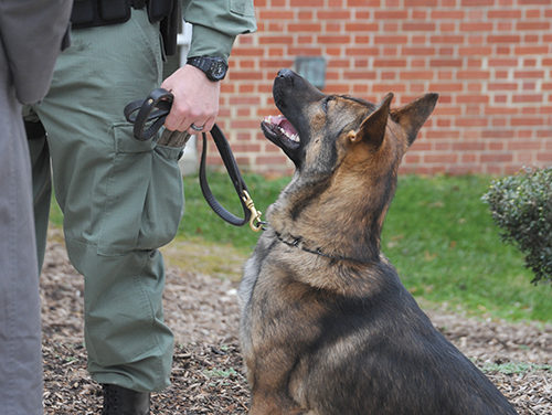 State Honors Top Dogs