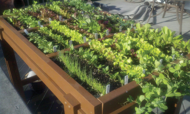 Food for Thought: Beginning Gardening Tips from Area Experts