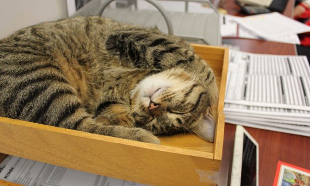 Take a Cat to Work