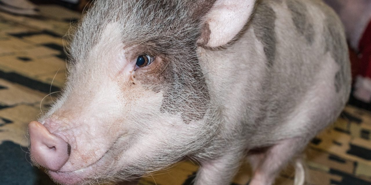Sparky & Leroy: Local families have pet pigs for support and companionship