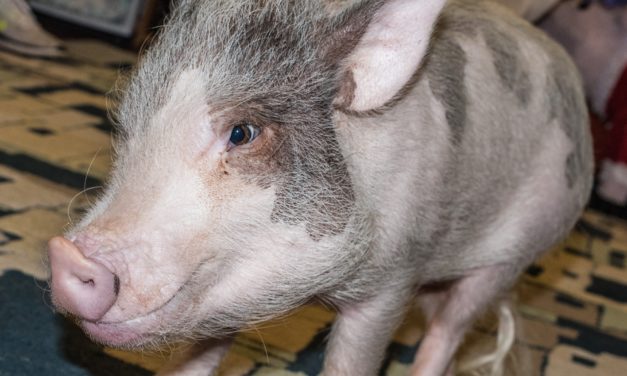 Sparky & Leroy: Local families have pet pigs for support and companionship