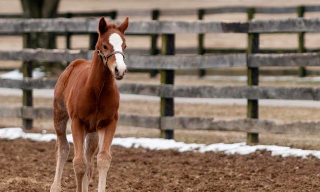 For The Love of Horses