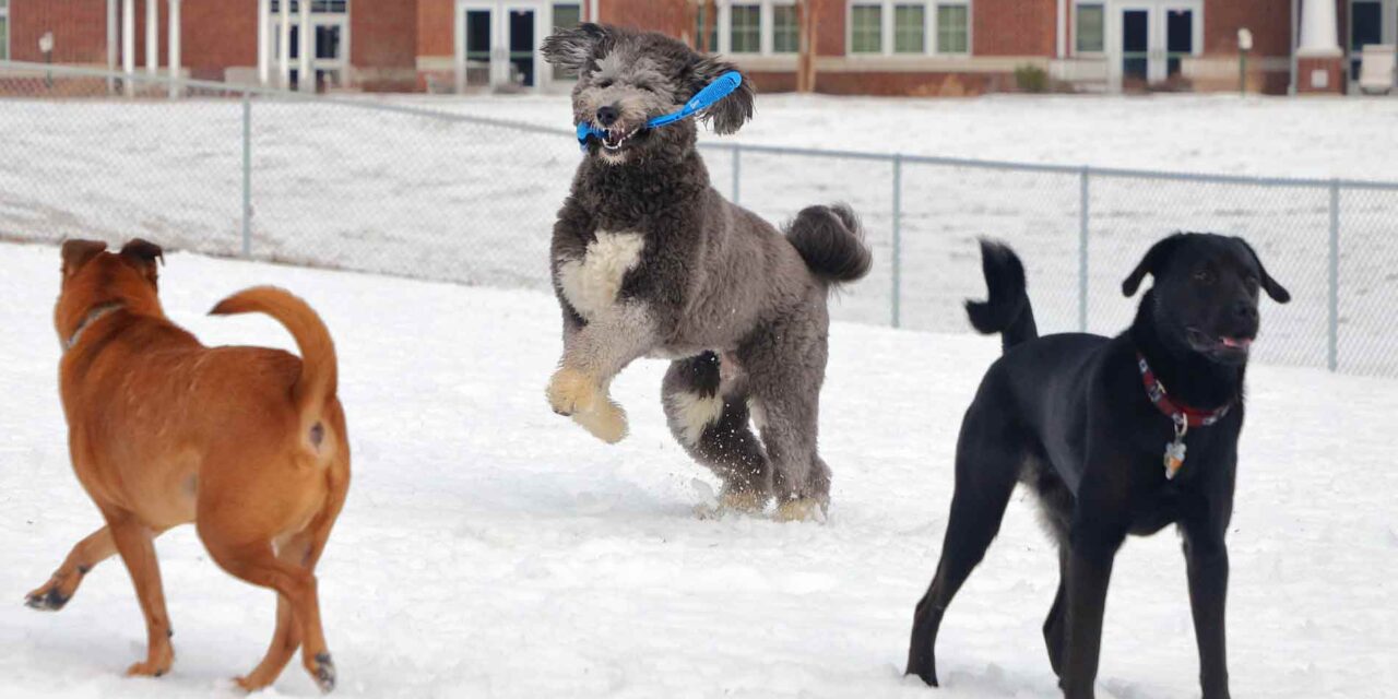 It’s a Dog’s Life: Dog Parks Build Friendships and Communities for Dogs and Their Humans