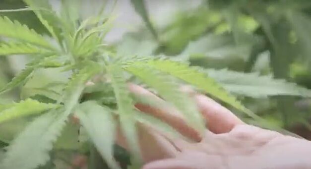 Episode 1: Medical Cannabis