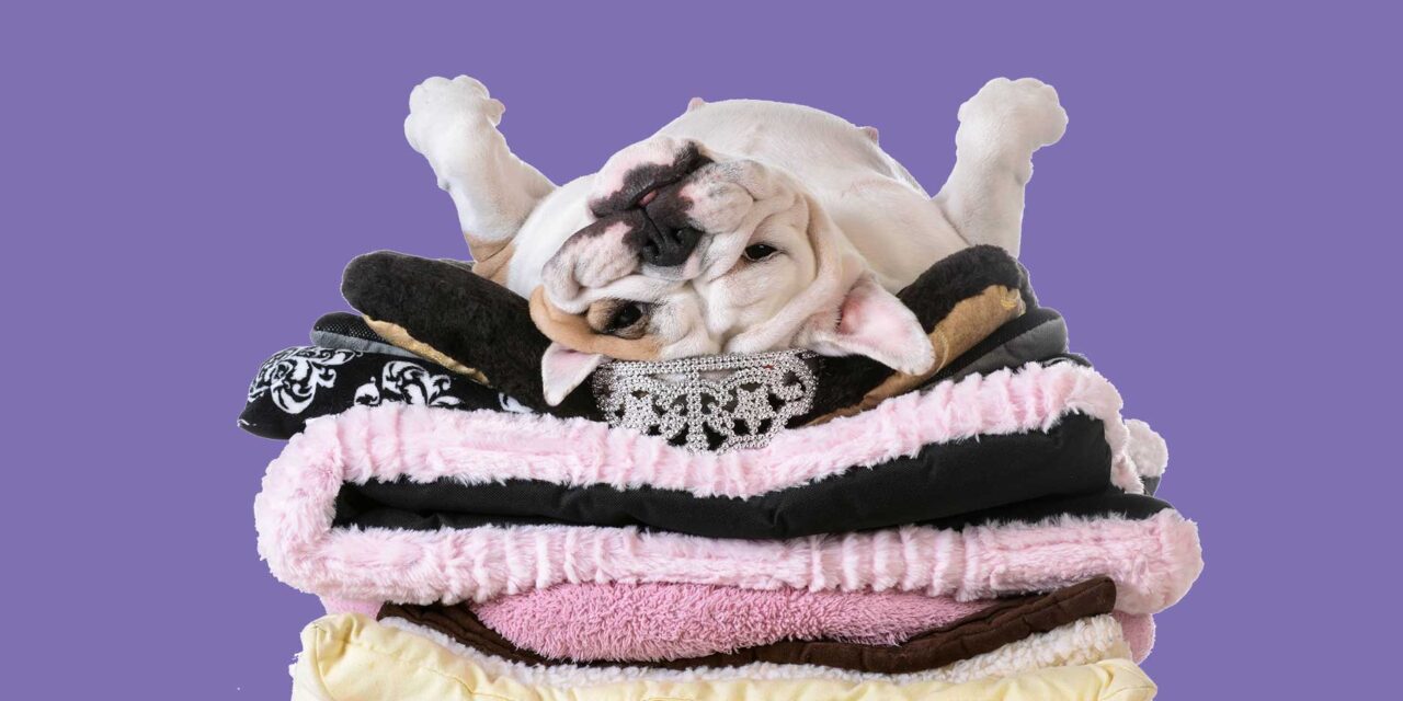 National Spoil Your Dog Day: Feverish Fun with our Four-Legged Friends