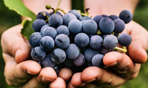 It’s Time to Wine at the Maryland Wine Festival