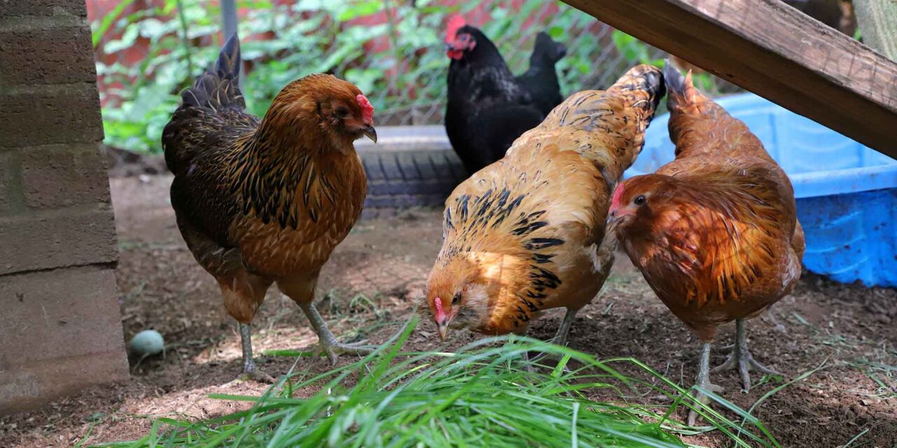Feathers, Fun and Fresh Eggs: Backyard chickens